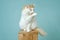 Cute longhair cat sitting on wooden column and cleaning herself.