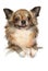 Cute longhaired chihuahua dog posing above banner