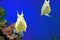 Cute Longhorn Cowfish ridiculous exotic coral fish. Yellow tropical funny fish on blue background.