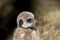 Cute looking baby animal. Juvenile meerkat face