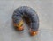 A cute looking curling fat caterpillar on cement ground