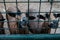 Cute looking goats or sheep in a cage asking for food. Caged captive animals held prisoners in a zoo or on a farm. Group of young