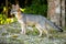 Cute looking gray fox isolated full size portrait