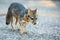 Cute looking gray fox isolated portrait carrying food