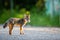 Cute looking gray fox isolated portrait on the road