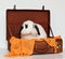 Cute Lop Rabbit in a Suitcase