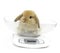 cute lop rabbit weighing scale