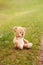 Cute lost abandoned soft plush stuffed teddy bear sitting on ground. Child soft toy on green grass in park outdoors. Lost lonely