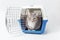 Cute lost grey cat sits in a plastic cage pet carrier isolated on white.