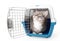 Cute lost grey cat sits in a plastic cage pet carrier isolated on white. Travel transportation, veterinary clinic and pet care