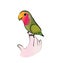 Cute lovebird parrot vector