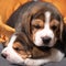 Cute and lovely beagle puppies, pets. Care consept.