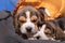 Cute and lovely beagle puppies, pets. Healthy sleep beagle.