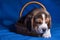 Cute and lovely beagle puppy, love pets consept.