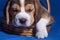 Cute and lovely beagle puppy, pets. Care consept.