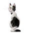 Cute lovely black and white cat