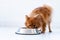 Cute lovely dog licking water from a bowl placed on the living room floor at home