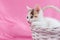 Cute and lovely kitten is sitting in a white wicker basket on a pink background. Place for text. Pets