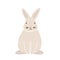 Cute lovely pretty white bunny, rabbit or hare isolated on white background. Funny adorable pet or wild forest animal