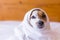 cute lovely small dog getting dried with a white towel in the bathroom. Home. Indoors