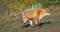 Cute lovely wildlife animal fox in Olkhon island, Irkutsk Russia