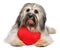 Cute lover Valentine Havanese dog with a red heart