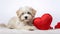 a cute lover Valentine Havanese puppy dog lying with a red heart, isolated on a white background, embodying a minimalist