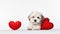 a cute lover Valentine Havanese puppy dog lying with a red heart, isolated on a white background, embodying a minimalist