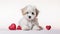a cute lover Valentine Havanese puppy dog lying with a red heart, isolated on a white background, embodying a minimalist