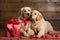 A cute lover valentine puppy dog couple with a gift box