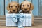 A cute lover valentine puppy dog couple with a gift box
