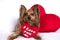 A cute lover valentine yorkshire terrier boy dog with a red hear