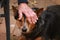 cute loyal blue red heeler cattle dog lying comfortably next to it& x27;s owner on a farm property in rural Australia