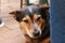 cute loyal blue red heeler cattle dog lying comfortably next to it's owner on a farm property in rural Australia