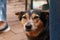 cute loyal blue red heeler cattle dog lying comfortably next to it's owner on a farm property in rural Australia