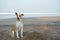 Cute loyal dog sitting on beach front