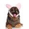 Cute lying brown pom with pink bunny ears panting