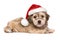 Cute lying Christmas Havanese puppy dog