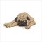 Cute lying pug dog