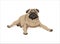 Cute lying pug dog