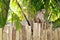 Cute Macaca Sinica Monkey on Bamboo Park Fence
