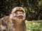 Cute Macaca Sylvanus Berber Monkey in a jungle in Morocco