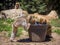 Cute Macaca Sylvanus Berber Monkeys drinking water from a bucket in Morocco