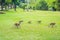 Cute macaque monkey running on the lawns grass surface