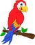 Cute macaw bird cartoon