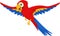 Cute macaw bird cartoon flying