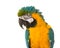 Cute macaw portrait