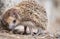 Cute macro photography of hedgehog walk at park