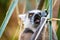 Cute madagascar ring-tailed lemur eating in the forest