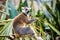 Cute madagascar ring-tailed lemur eating in the forest